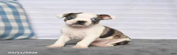 Boston Terrier dogs for sale: Ronald - Ad 1