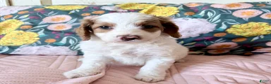 Irish Doodle Puppy 8