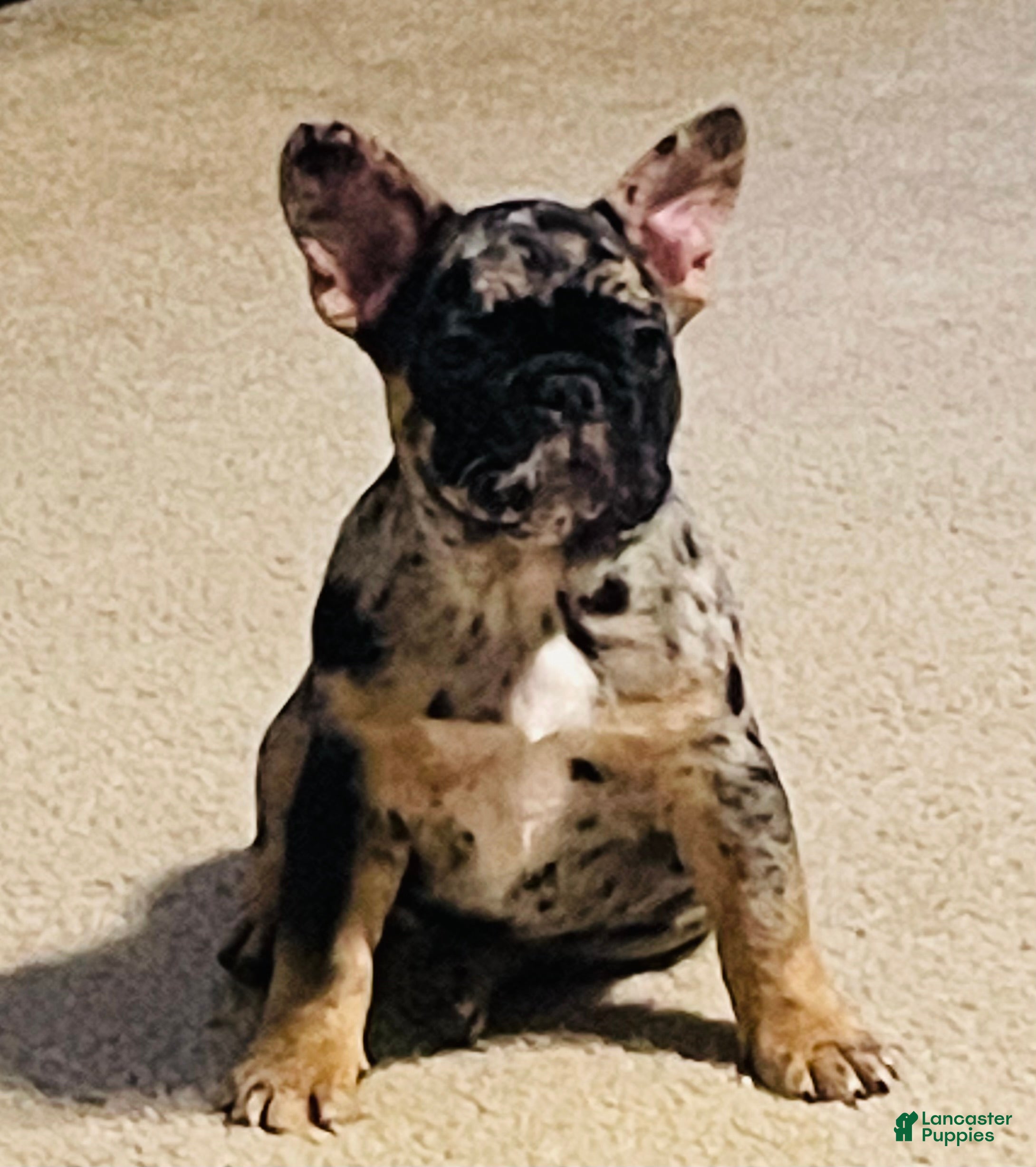 French Bulldog dogs French Bulldog Puppy 4 - Ad 2