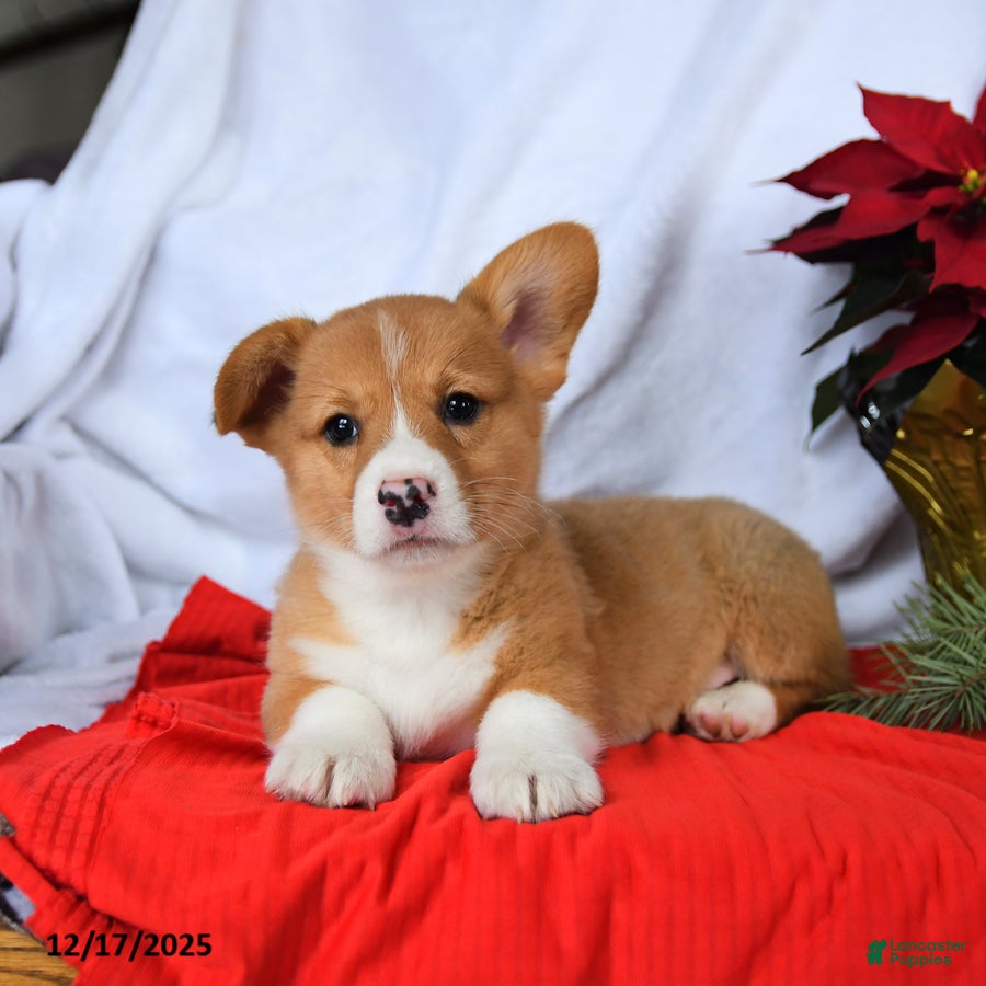 Welsh Corgi Pembroke dogs Rusty - Ad 13