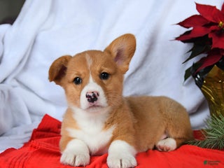 Welsh Corgi Pembroke dogs Rusty - Ad 7