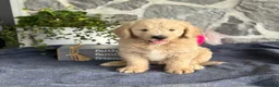 Goldendoodle dogs for sale: Nash - Ad 9