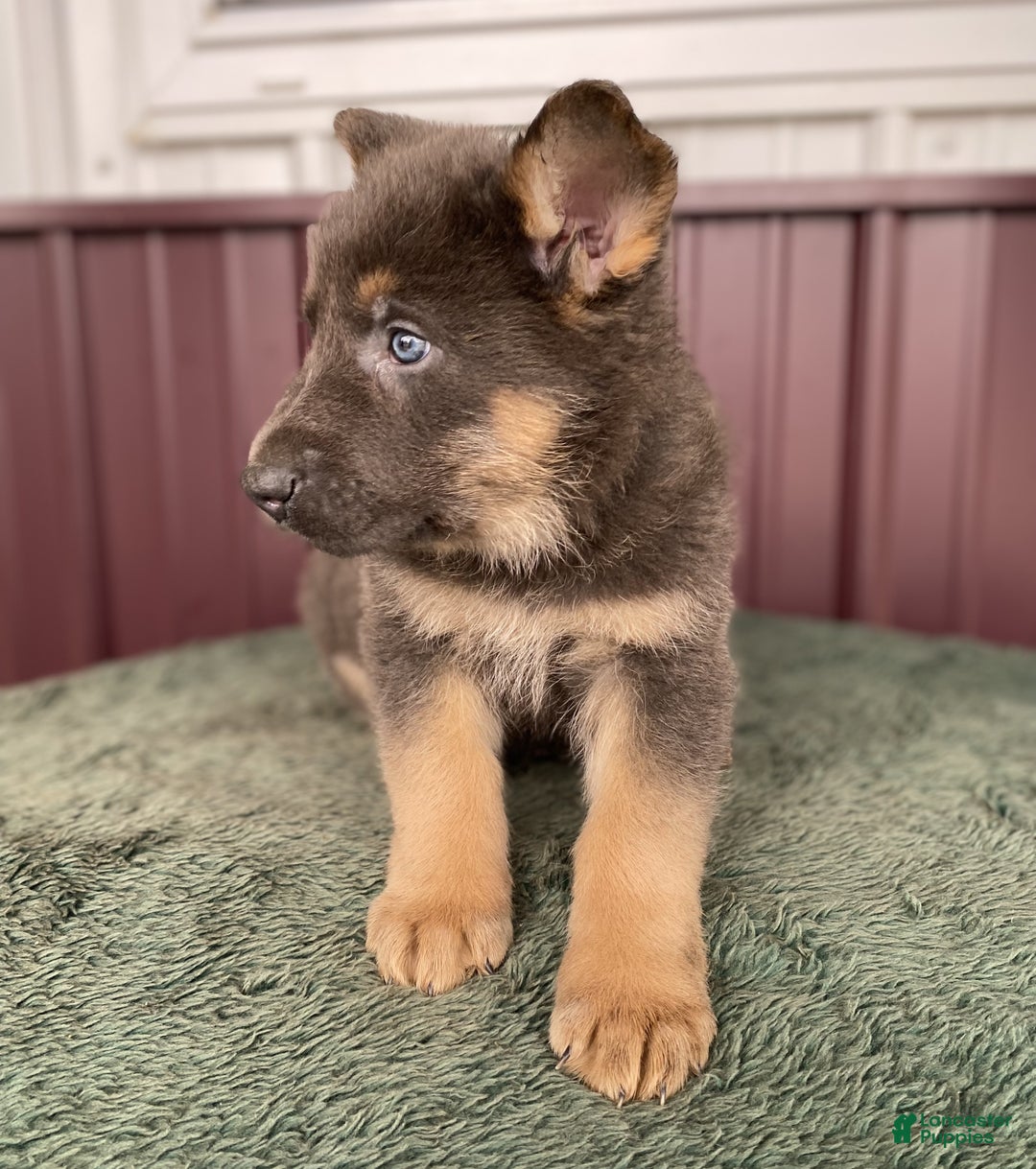 German Shepherd dogs for sale: German Shepherd Puppy 1 Duke - Ad 4
