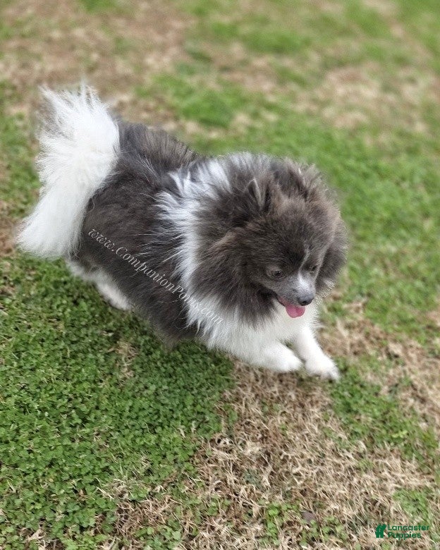 Pomeranian dogs Paris - Blue and White (parti) -Young Adult AKC full no reg option - Ad 4