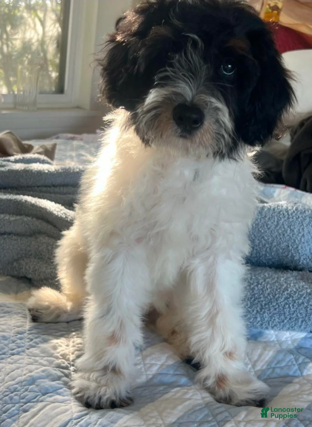 Miniature Labradoodle dogs for sale: Miniature Labradoodle female 10 months Puppy 1 - Ad 1