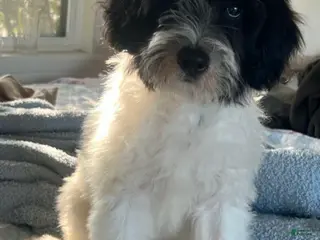 Miniature Labradoodle dogs Miniature Labradoodle female 10 months Puppy 1 - Ad 24