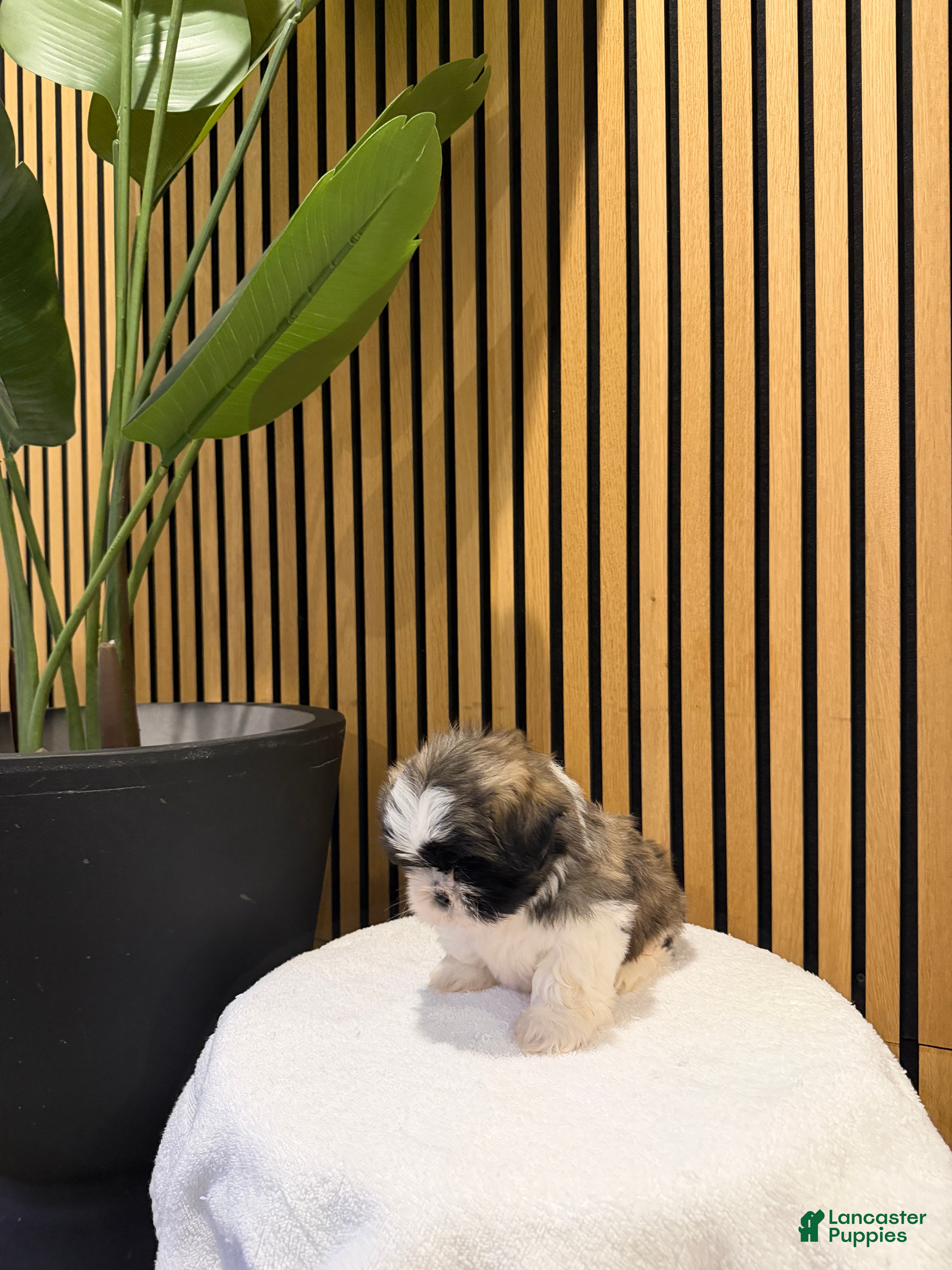 Shih Tzu dogs Link 💚🗡️ - Ad 13