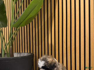 Shih Tzu dogs Link 💚🗡️ - Ad 21