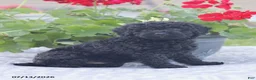 Miniature Poodle dogs for sale: Norm - Ad 9