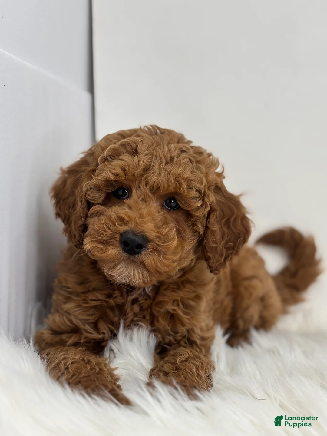 Miniature Poodle dogs for sale: Mark - Ad 1
