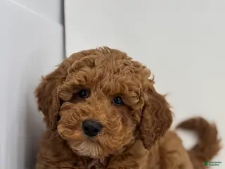 Miniature Poodle dogs Mark - Ad 2