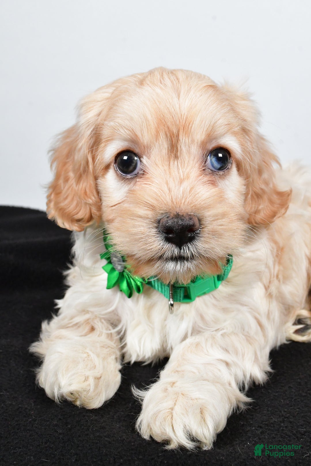 Cockapoo dogs for sale: Carmel - Ad 3