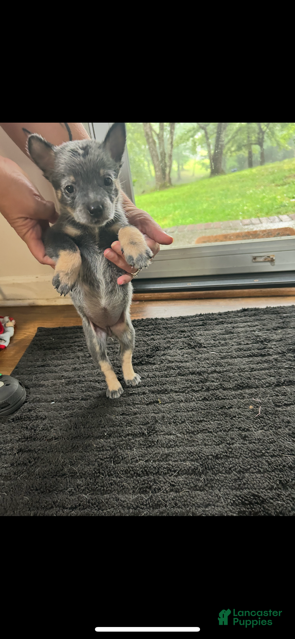 Australian Cattle Dog dogs Australian Cattle Dog 3 - Ad 29