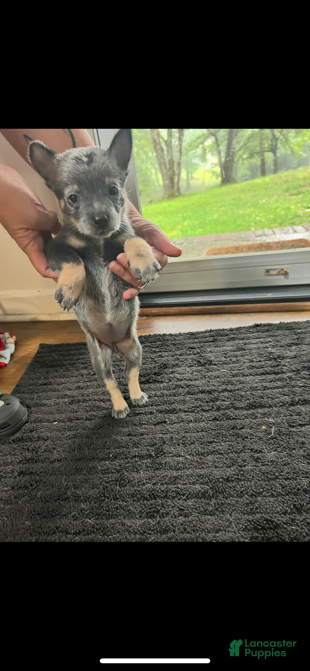 Australian Cattle Dog dogs for sale: Australian Cattle Dog 3 - Ad 1