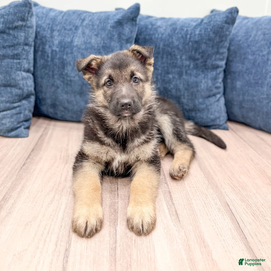 German Shepherd dogs for sale: Kezia - Ad 2