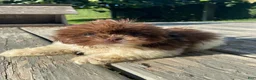Shih Tzu dogs for sale: Willow - Ad 10