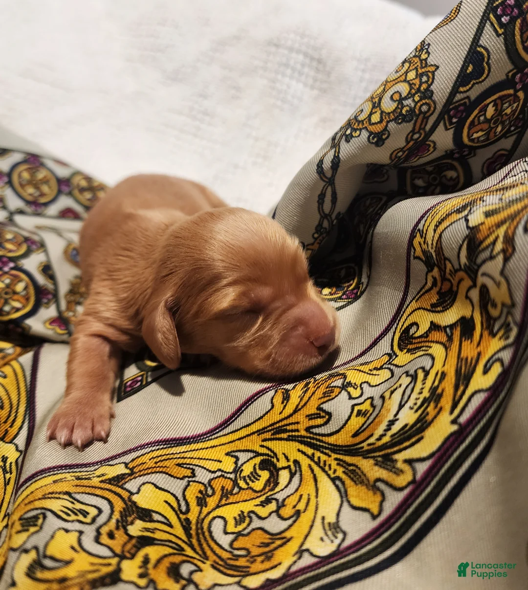 Miniature Dachshund dogs for sale: Honey  - Ad 2