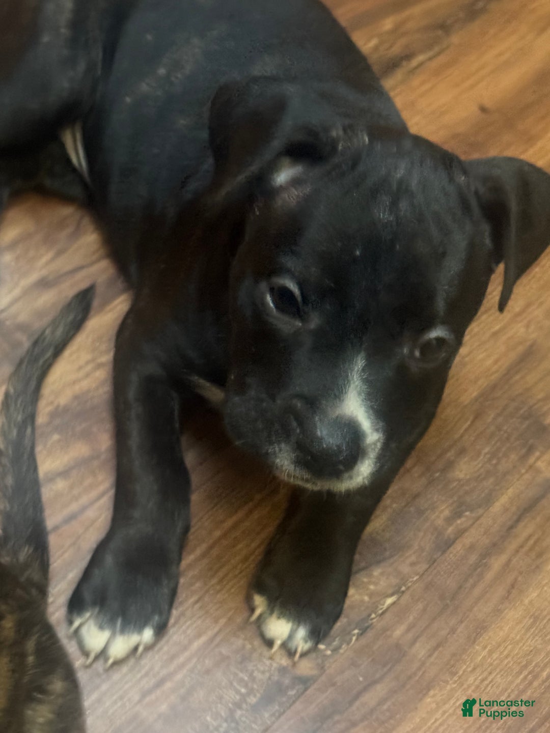Mixed Breed dogs for sale: Mixed Breed Puppy 2 - Ad 3