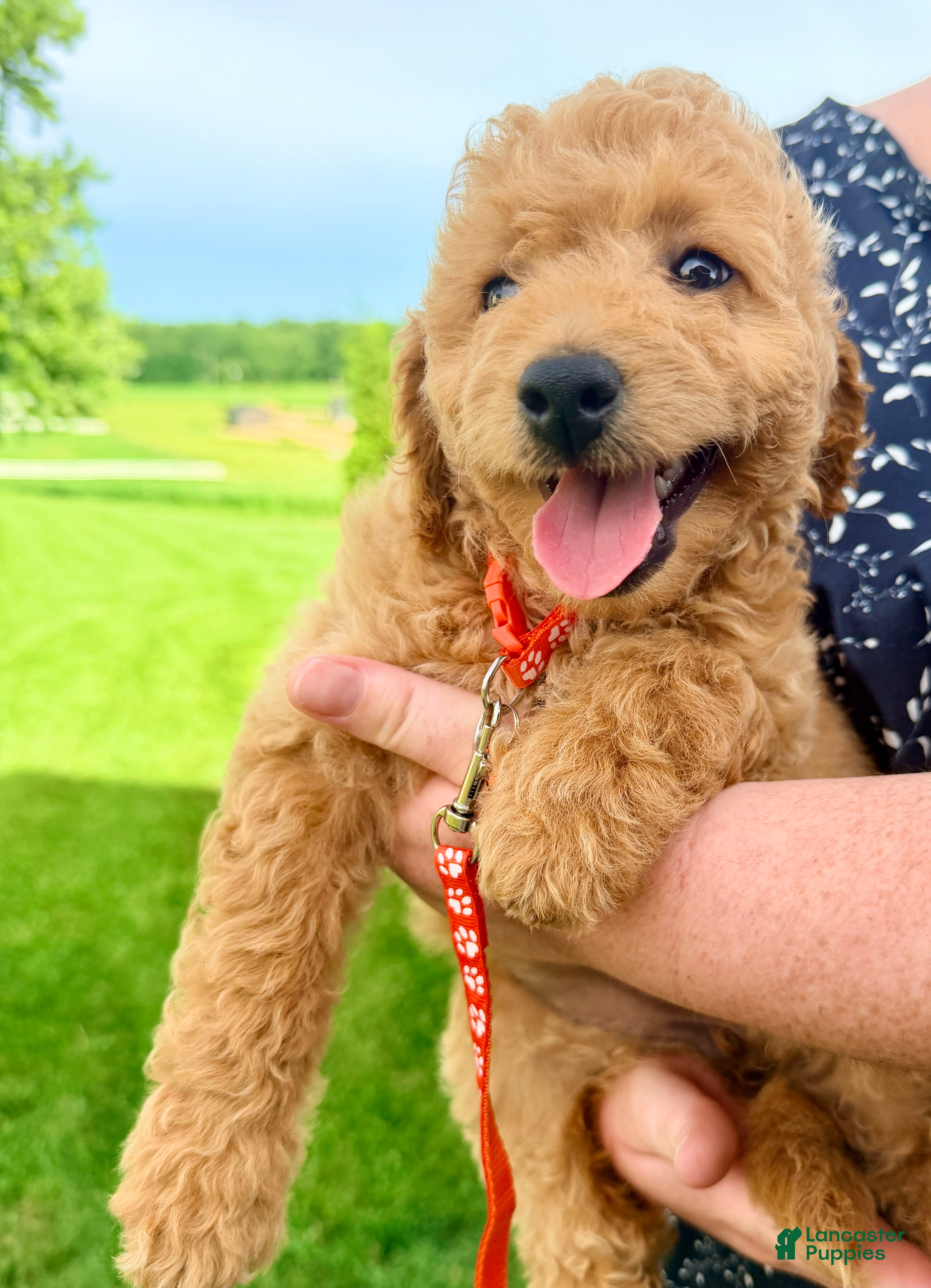 Mini Goldendoodle dogs Sage - Ad 2