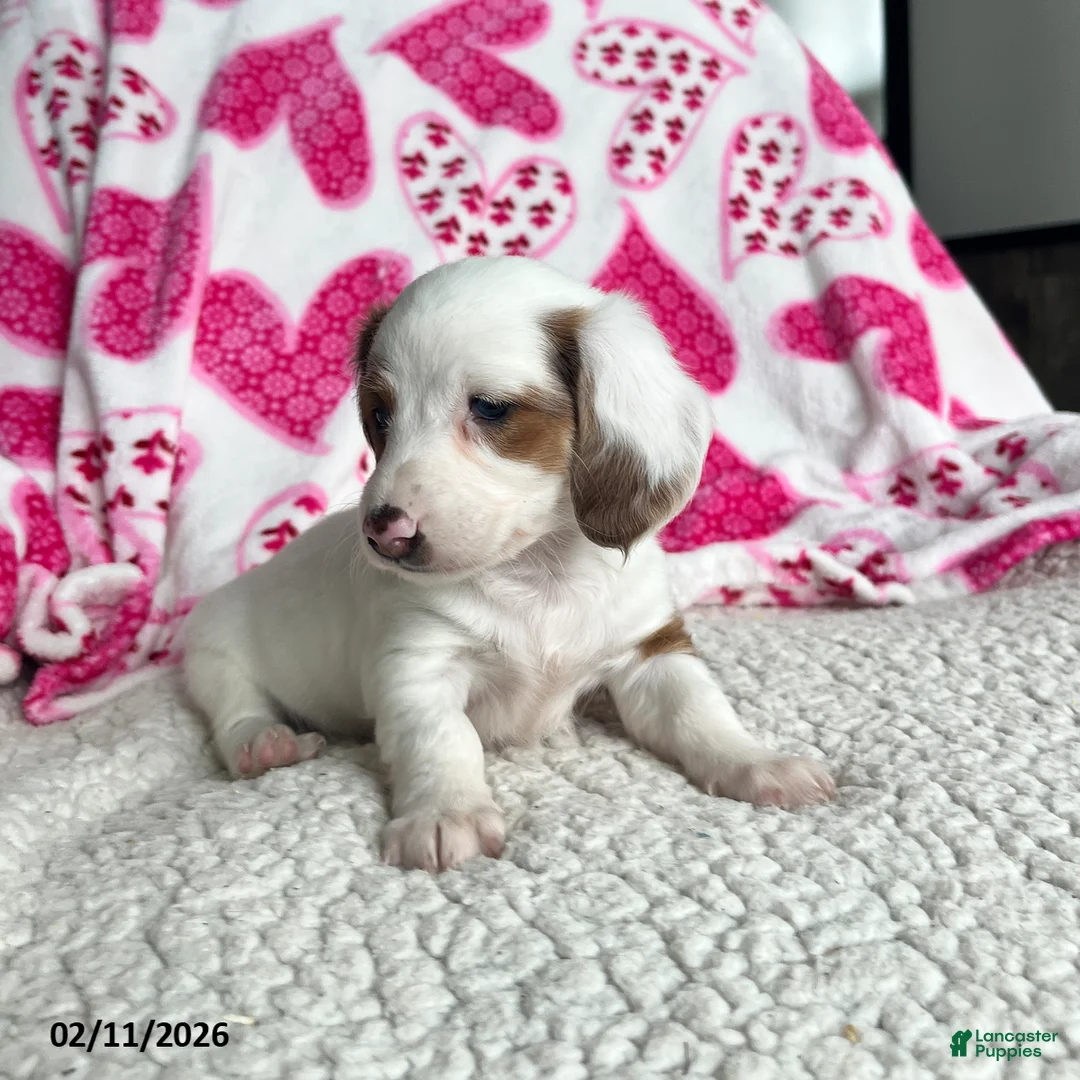 Miniature Dachshund dogs for sale: Lily - Ad 3