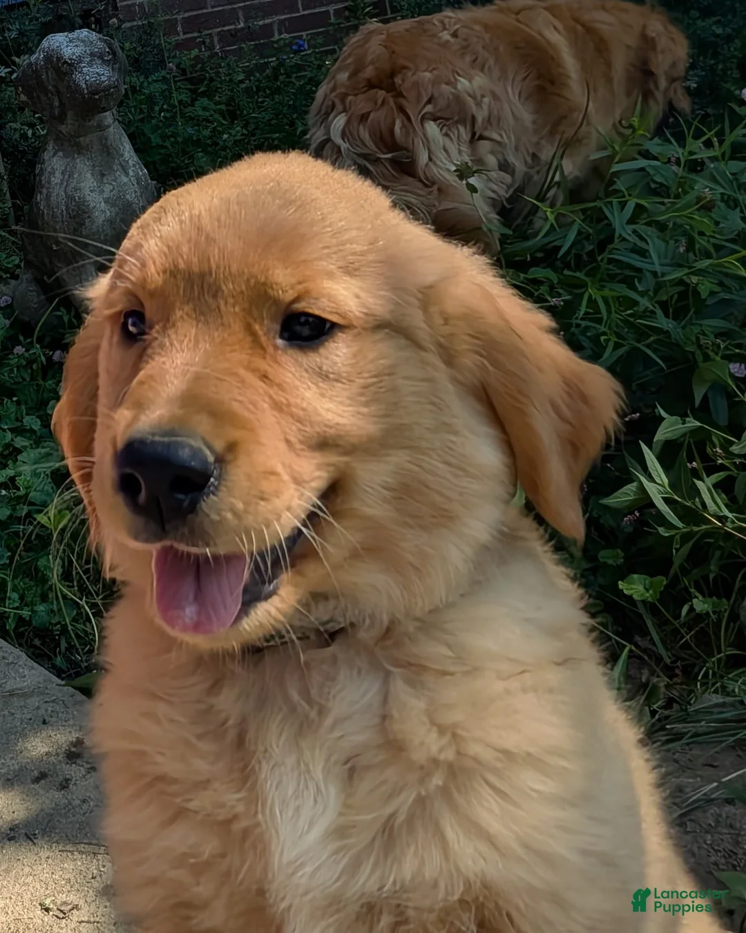 Golden Retriever dogs for sale: Willow - Ad 1