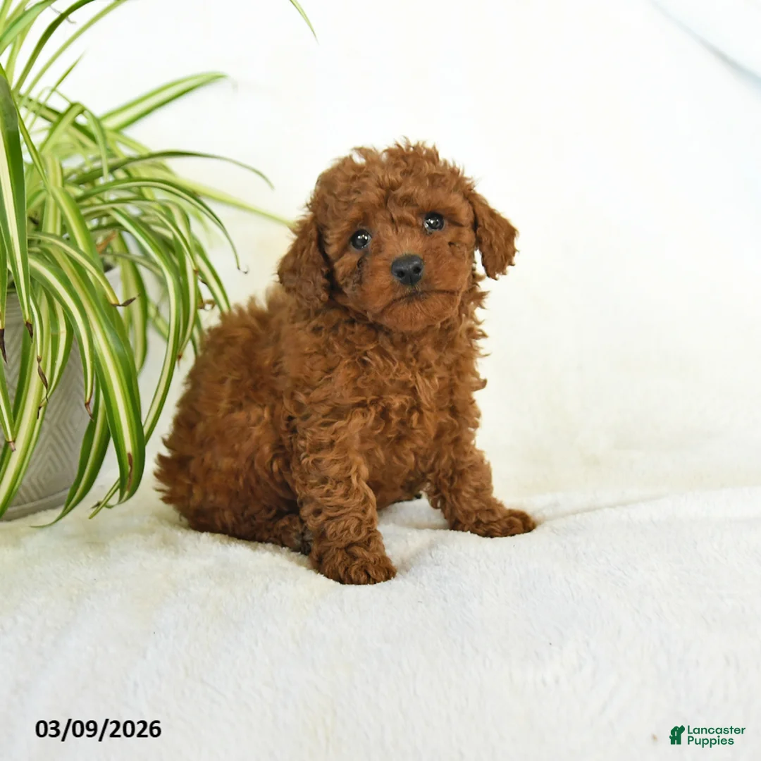Miniature Poodle dogs for sale: Lou - Ad 1