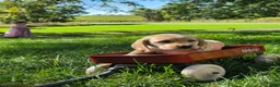 Mixed Breed dogs for sale: Mixed Breed 6 - Ad 1