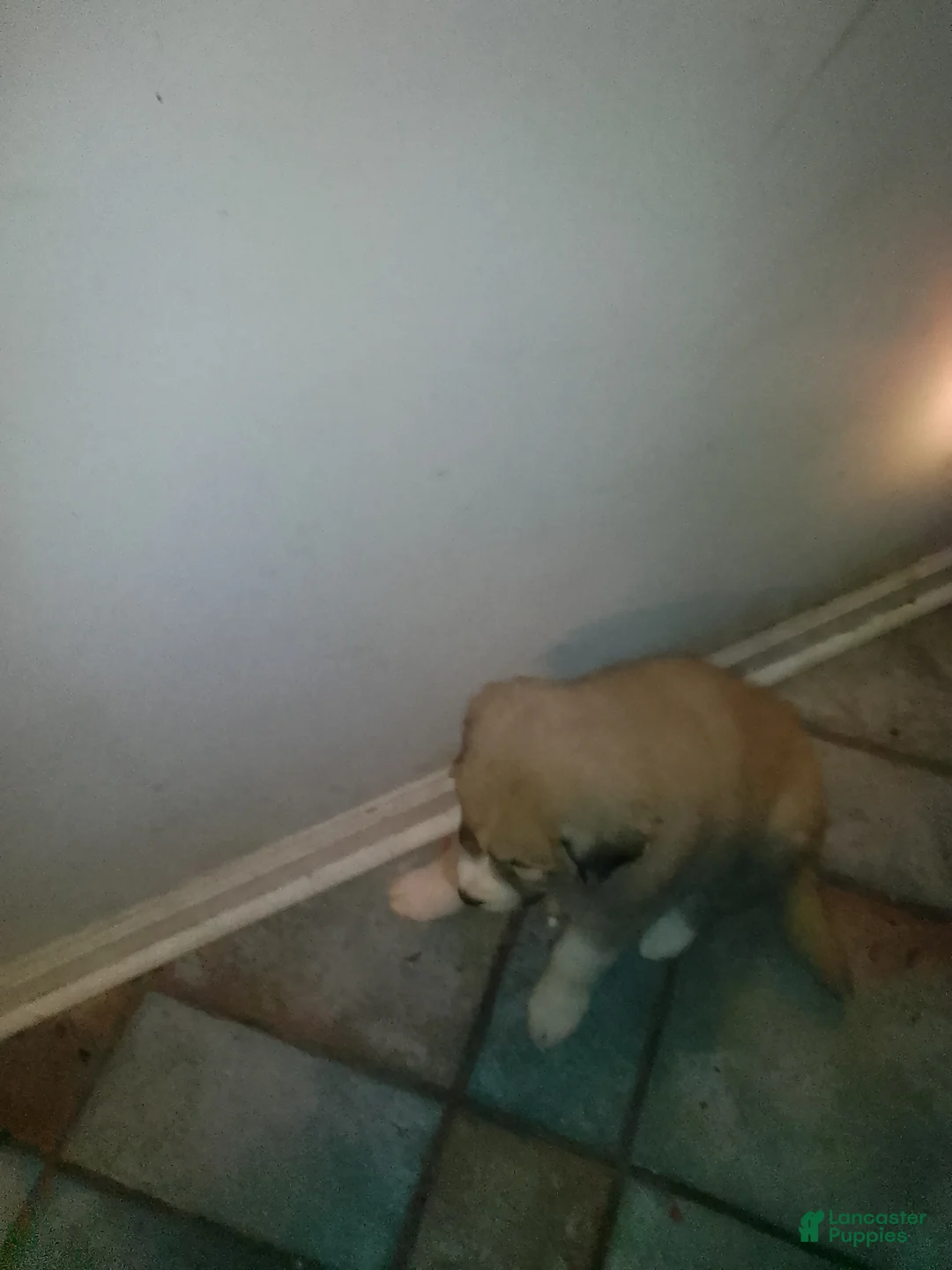 Mixed Breed dogs for sale: Rolly Polly Boy - Ad 11