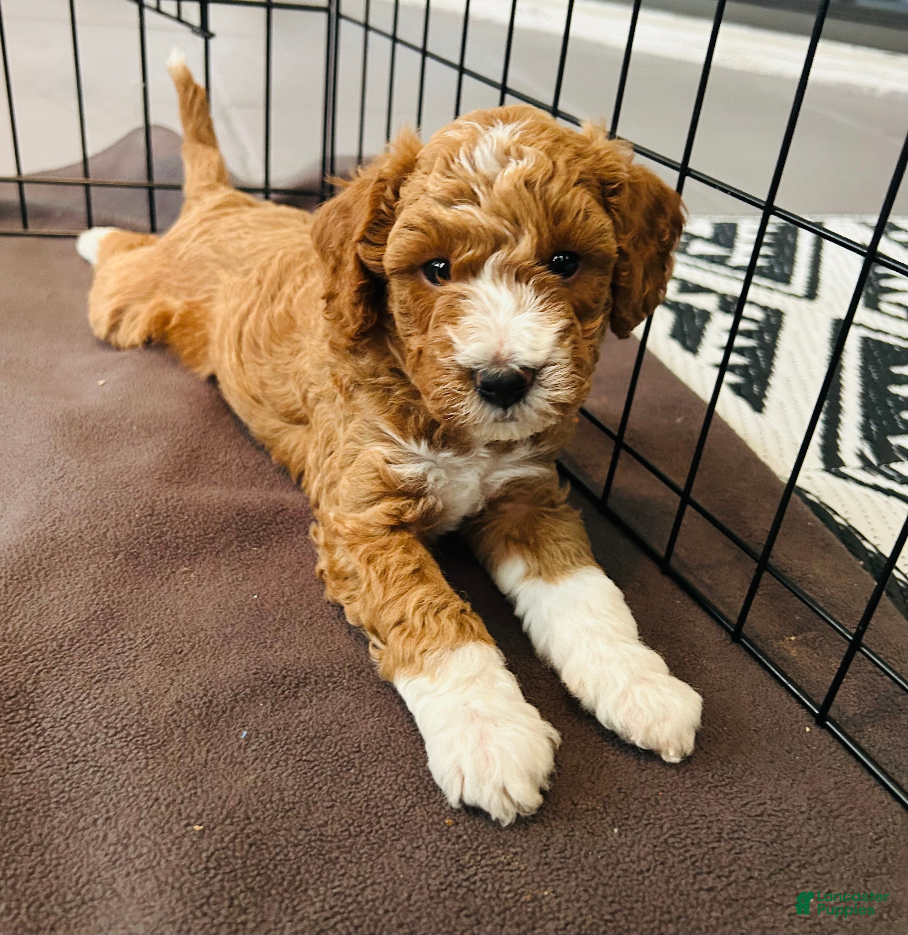 Mini Goldendoodle dogs Mini Goldendoodle louis - Ad 14