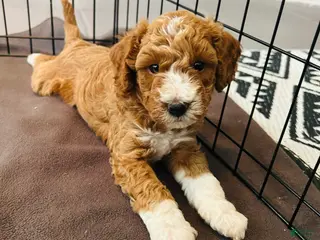 Mini Goldendoodle dogs Mini Goldendoodle louis - Ad 41