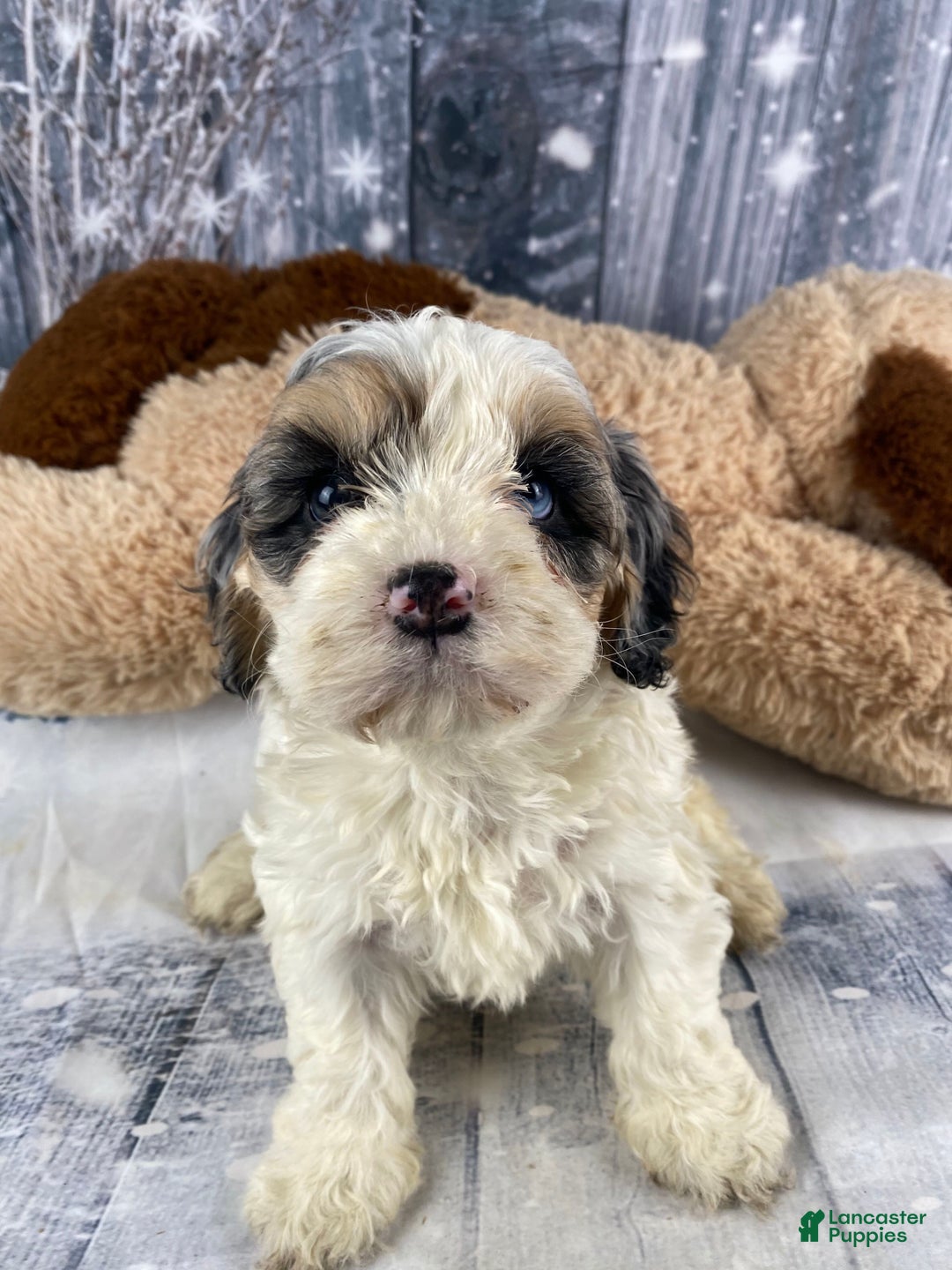 Cavapoo dogs for sale: Julie - Ad 13