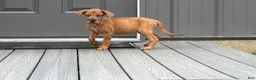 Mixed Breed dogs for sale: Maddy - Ad 3