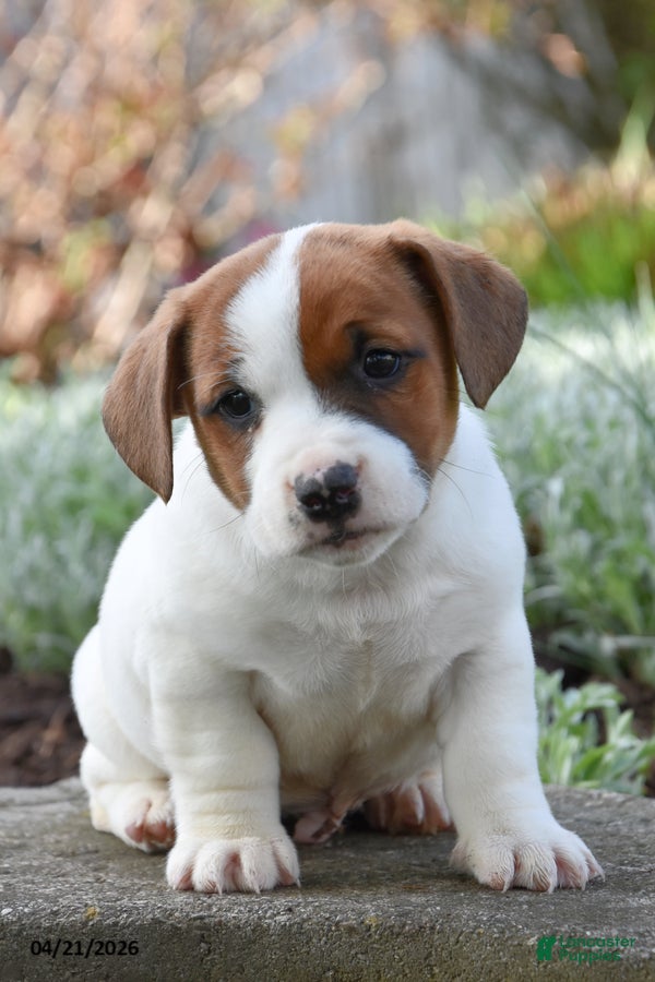 Jack Russell Terrier dogs Johnny - Ad 2