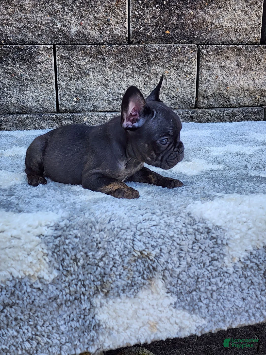 French Bulldog dogs for sale: Gus - Ad 1