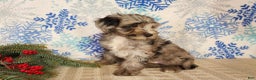 Mini Bernedoodle dogs for sale: Blitz - Ad 21