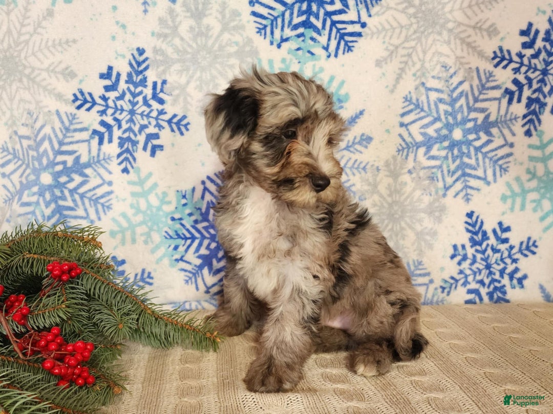 Mini Bernedoodle dogs for sale: Blitz - Ad 21