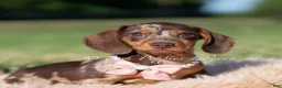 Miniature Dachshund dogs for sale: Cosette AKC - Ad 3