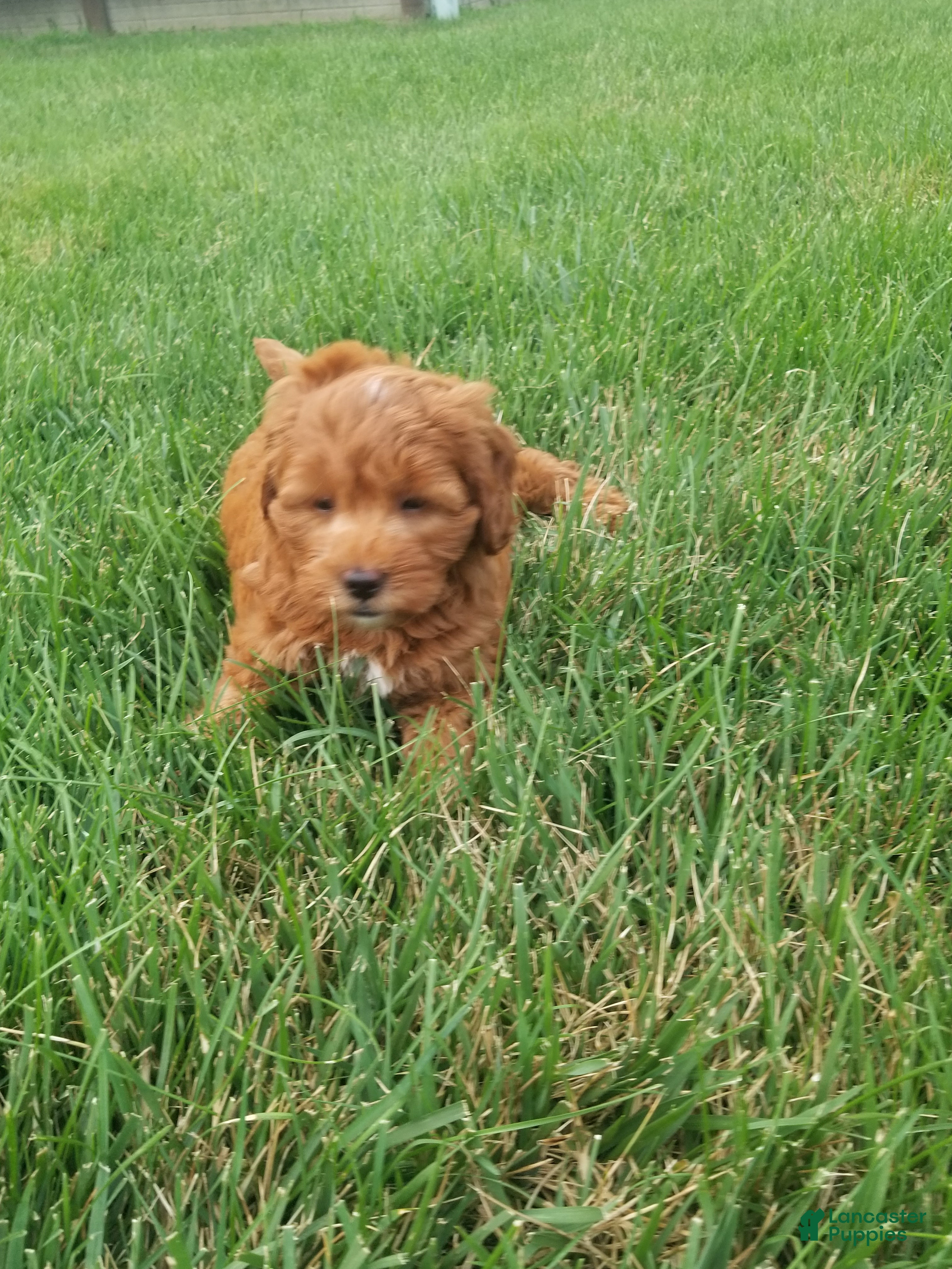 Mini Goldendoodle dogs Mini Goldendoodle 2 - Ad 2