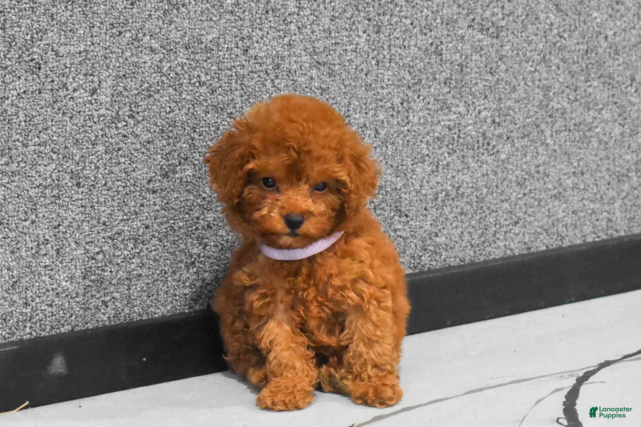Miniature Poodle dogs Loise❤️ - Ad 2