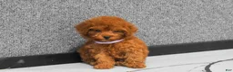 Miniature Poodle dogs for sale: Loise❤️ - Ad 2