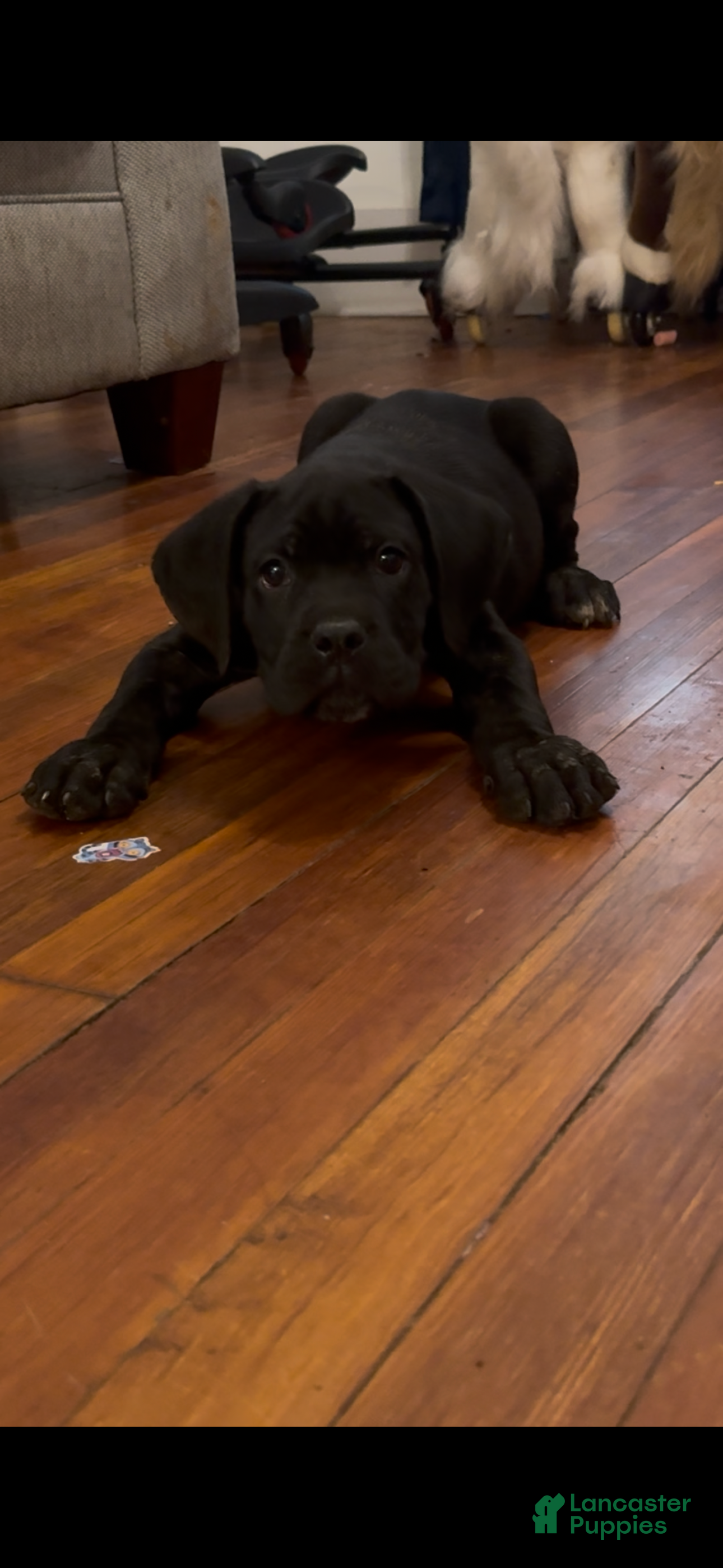 Cane Corso dogs Panther - Ad 2
