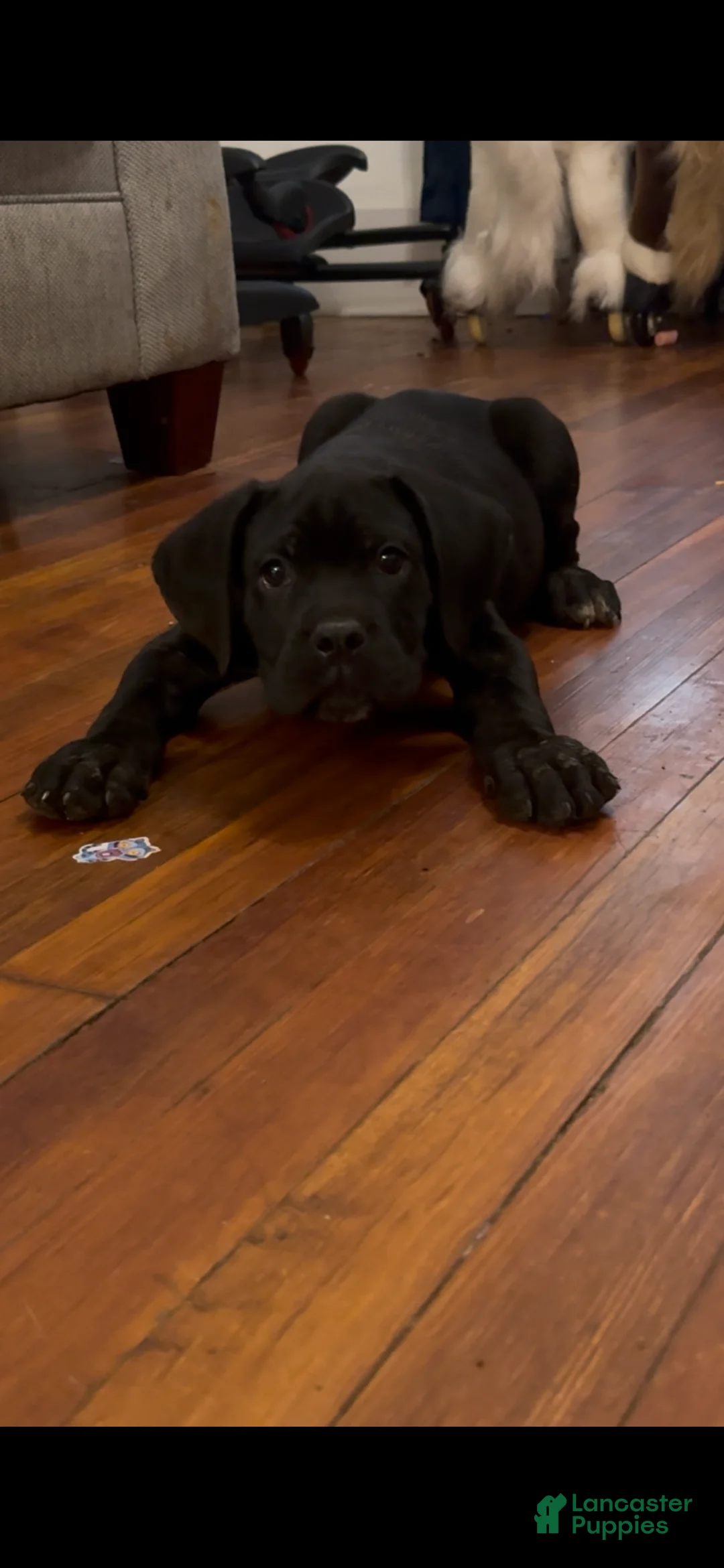 Cane Corso dogs for sale: Panther - Ad 2