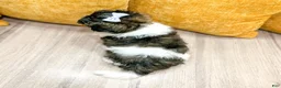 Shihpoo dogs for sale: Sparky - Ad 4