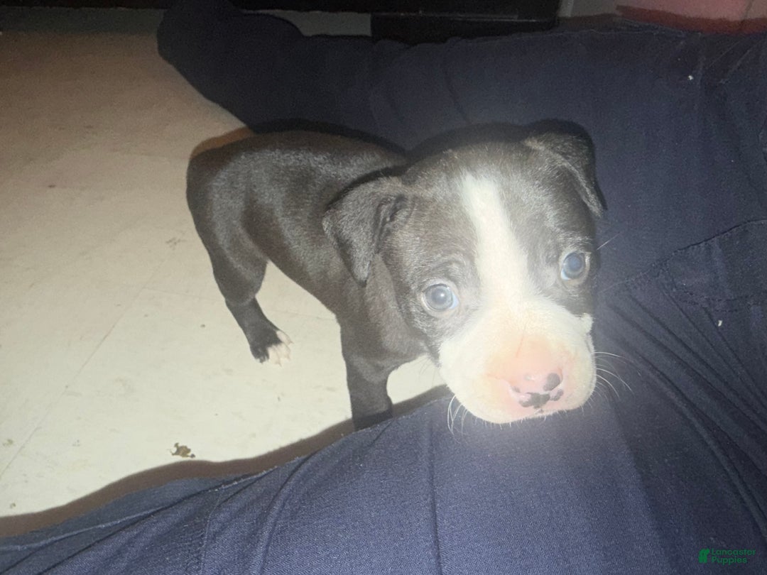 American Pit Bull Terrier dogs for sale: Racks - Ad 2