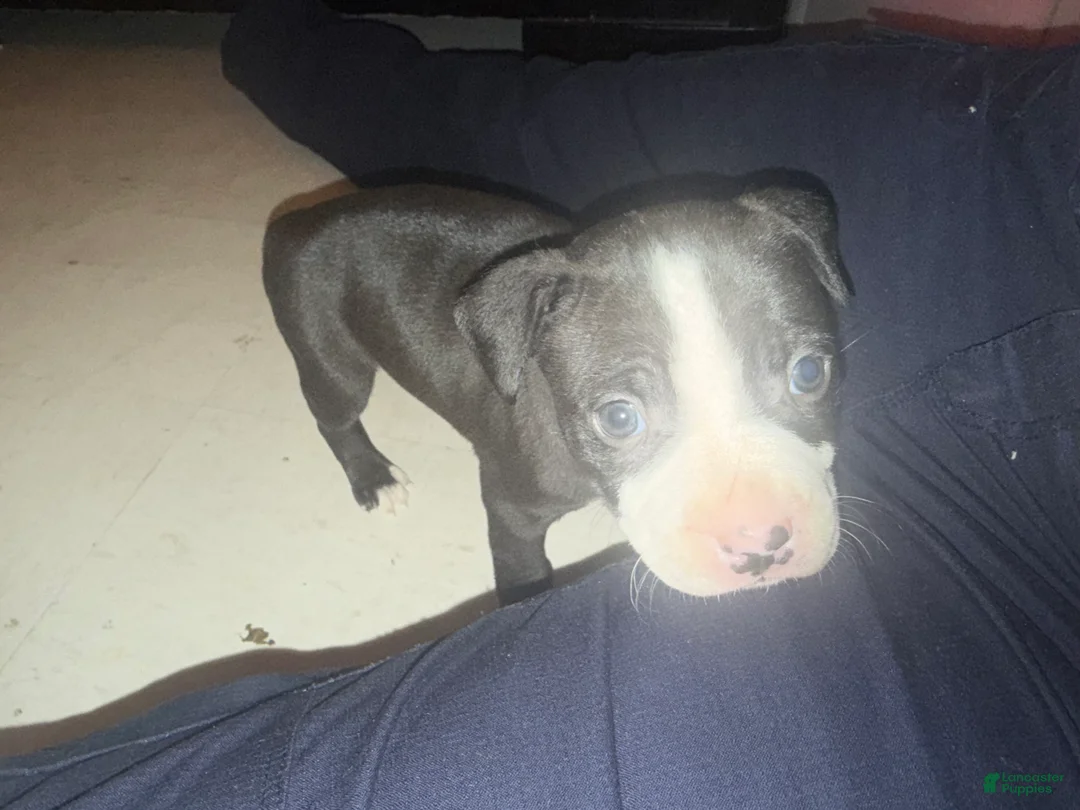 American Pit Bull Terrier dogs for sale: Racks - Ad 2