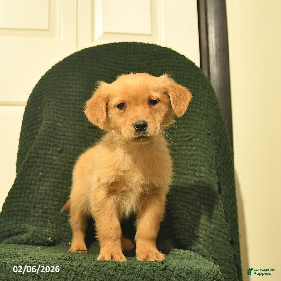 Golden Retriever dogs Bambi - Ad 34
