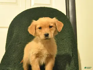 Golden Retriever dogs Bambi - Ad 34