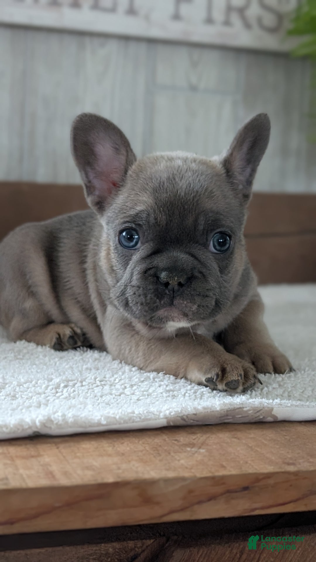 French Bulldog dogs for sale: Namor - Ad 9
