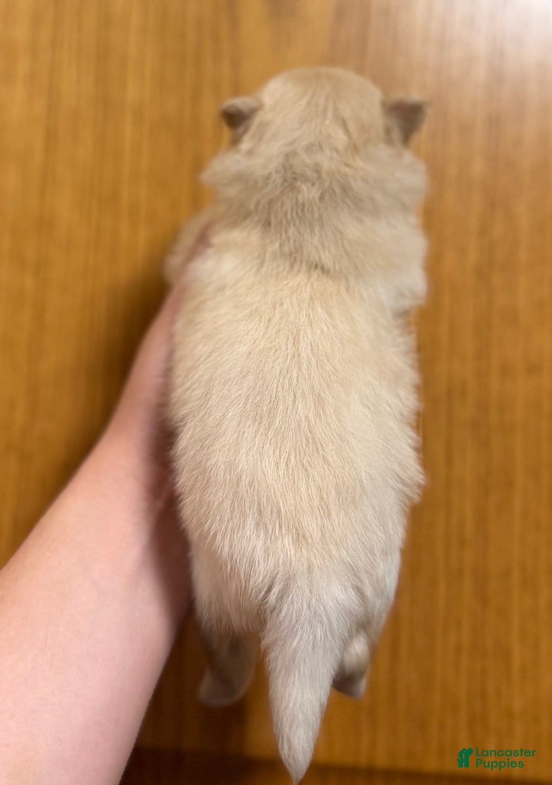 Pomeranian dogs for sale: Waffle - Ad 2