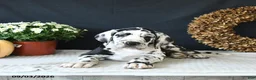 Great Dane dogs for sale: Easton - Ad 4